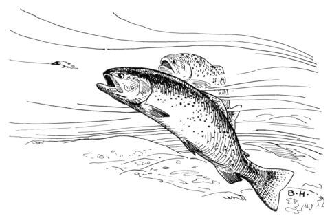 Two Trout Coloring Page